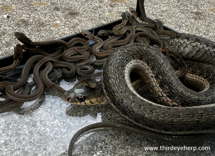 Eastern Garter Snakes